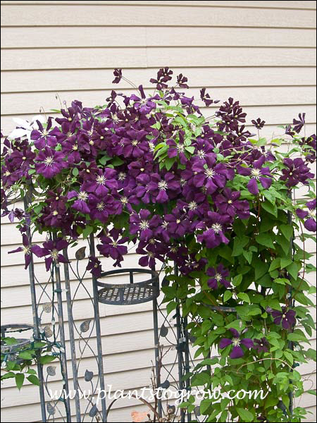 Clematis Jackmanii